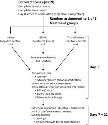 Intra-articular bone marrow mononuclear cell therapy improves lameness from naturally occurring equine osteoarthritis